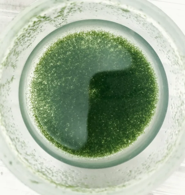 Microalgae culture