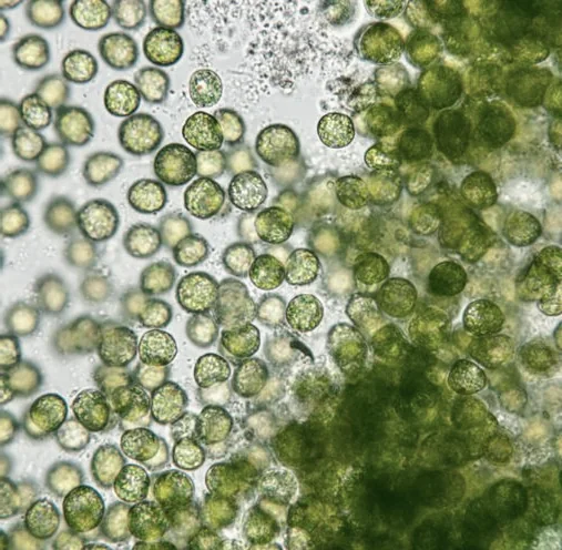 Microalgae cells