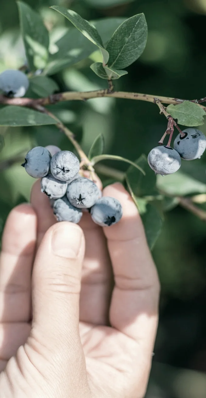 Blueberries field