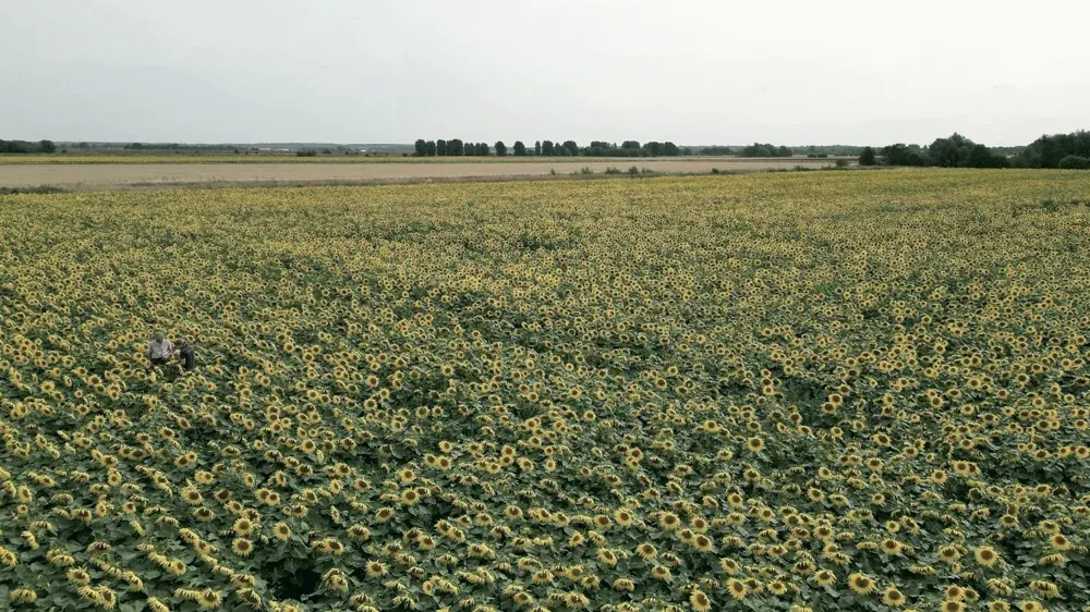 Sunflower field