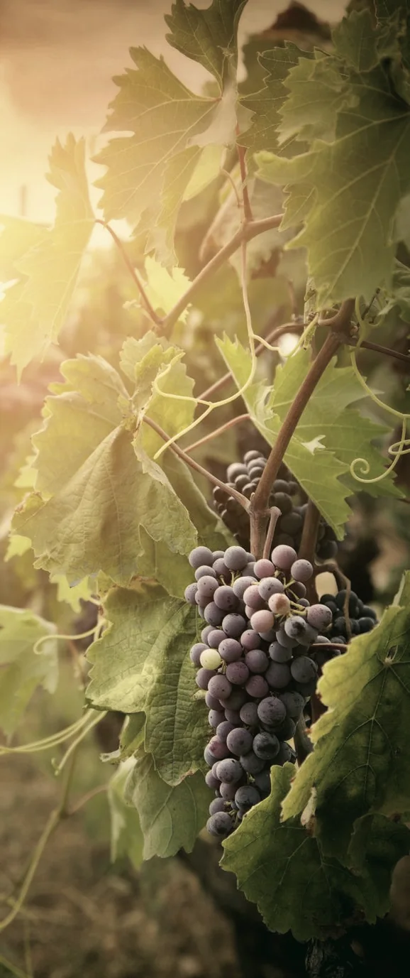 Grapevine field