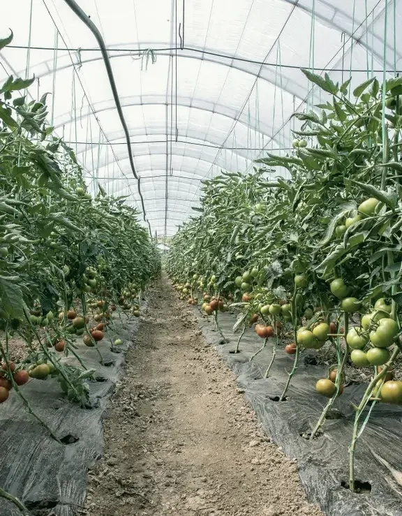 Tomatoes field