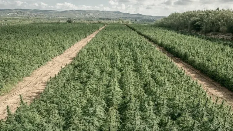 Industrial hemp field
